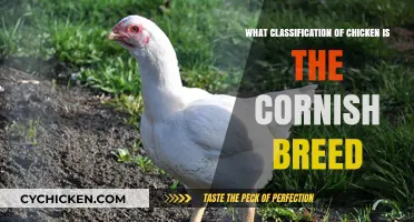 Understanding the Cornish Chicken Breed: Classification and Characteristics