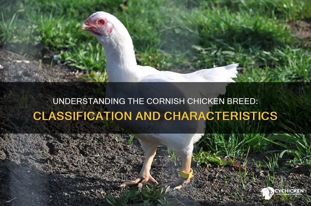what classification of chicken is the cornish breed