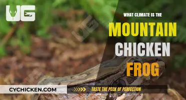 Mountain Chicken Frog's Climate: Habitat Secrets and Survival Challenges