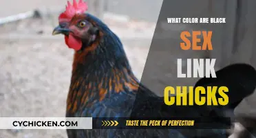 Unveiling the Unique Color of Black Sex Link Chicks