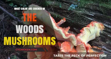 Vibrant Chicken of the Woods: Unveiling Their Striking Color Palette