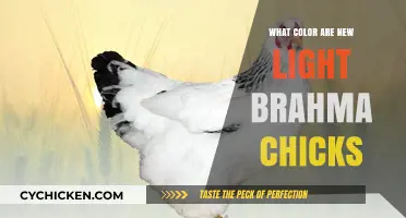 Discovering the Unique Color of New Light Brahma Chicks