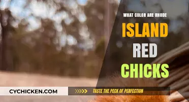 Rhode Island Red Chicks: Unveiling Their Unique Color Palette