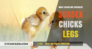 Speckled Sussex Chick Leg Color: Unveiling Their Unique Hue