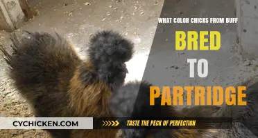 Buff Bred to Partridge: Predicting Chick Colors and Patterns