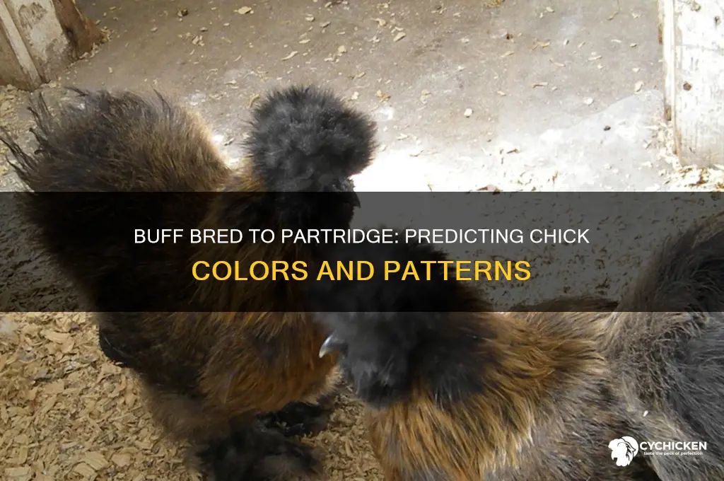 what color chicks from buff bred to partridge