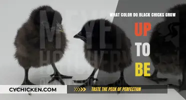 Black Chicks: From Cute to Colorful