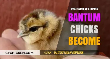 Unveiling the Color Transformation of Stripped Bantam Chicks as They Grow