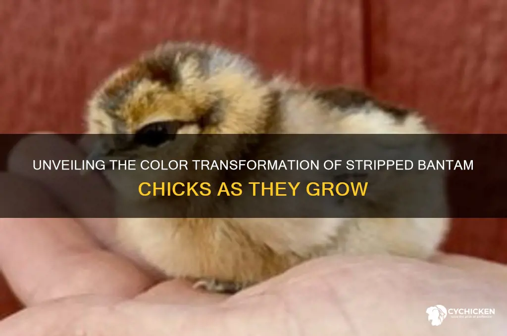 what color do stripped bantum chicks become