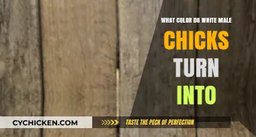 White Male Chicks' Color Transformation: Unveiling Their Adult Plumage