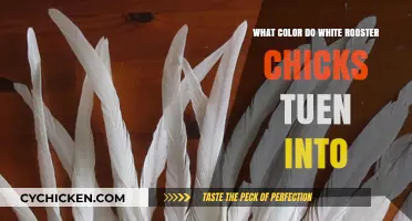 White Rooster Chicks Transformation: Unveiling Their Adult Plumage Colors