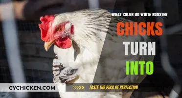 White Rooster Chick Transformation: Unveiling Their Adult Feather Colors