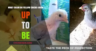 Yellow Chicks: What Color Will They Grow Into?