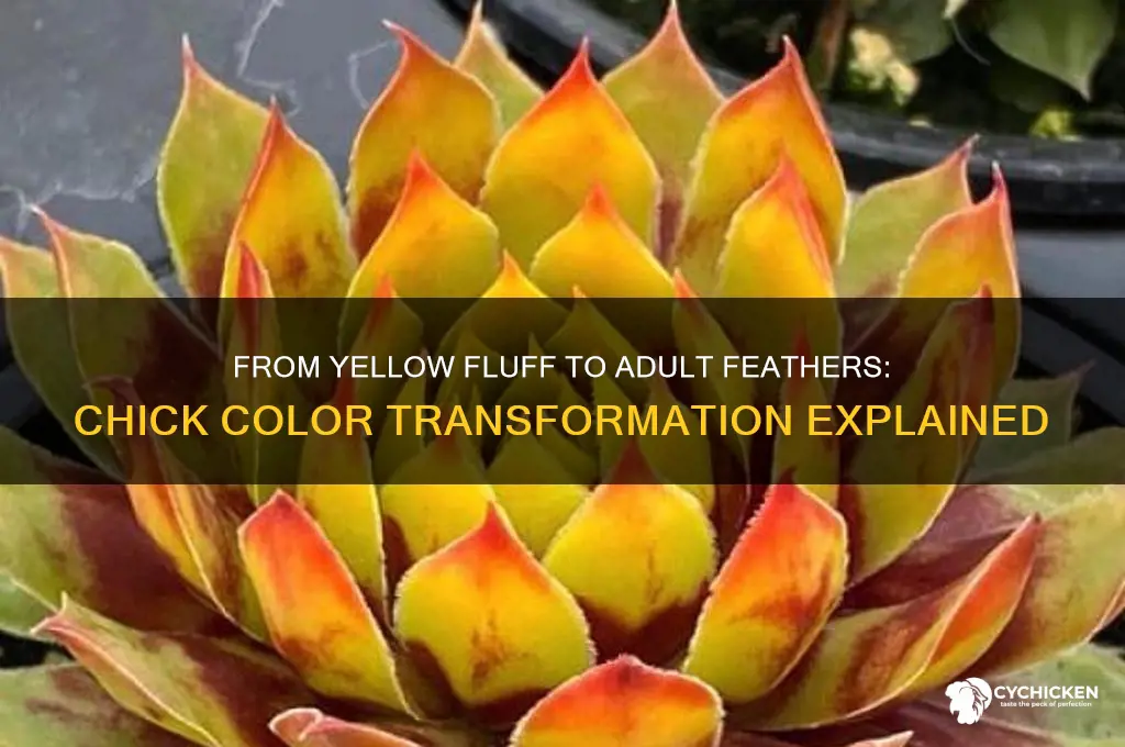 what color do yellow chicks turn into