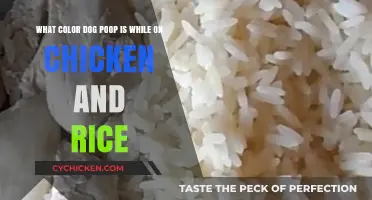 Chicken and Rice Diet: What Color is Dog Poop?