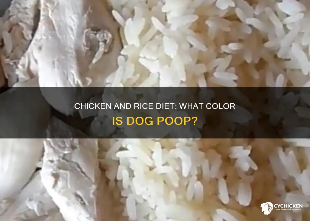 what color dog poop is while on chicken and rice