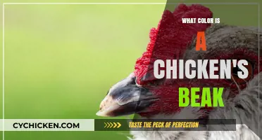 Exploring the Natural Hue of a Chicken's Beak: What Color is it?