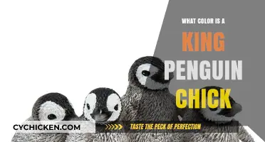 Discover the Unique Color of a King Penguin Chick