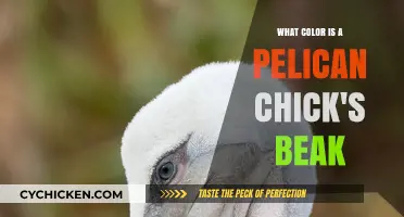 Discovering the Unique Beak Color of Pelican Chicks: A Fascinating Insight