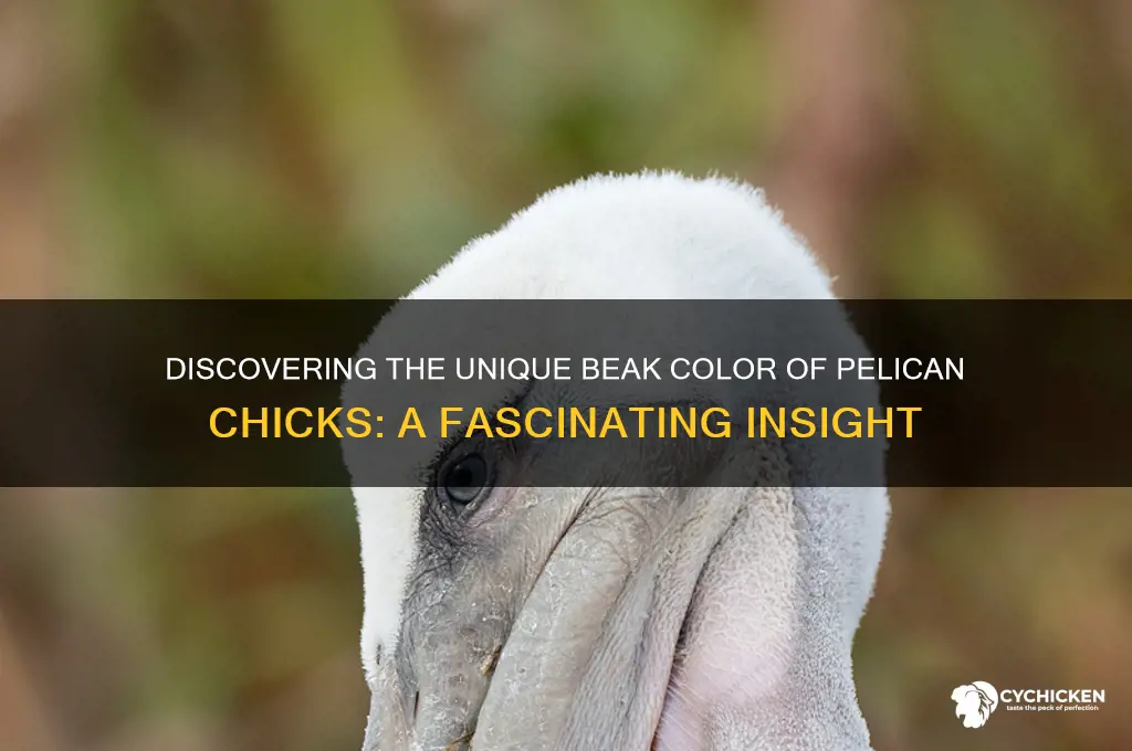 what color is a pelican chick