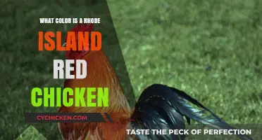 Discover the Vibrant Hue of Rhode Island Red Chickens