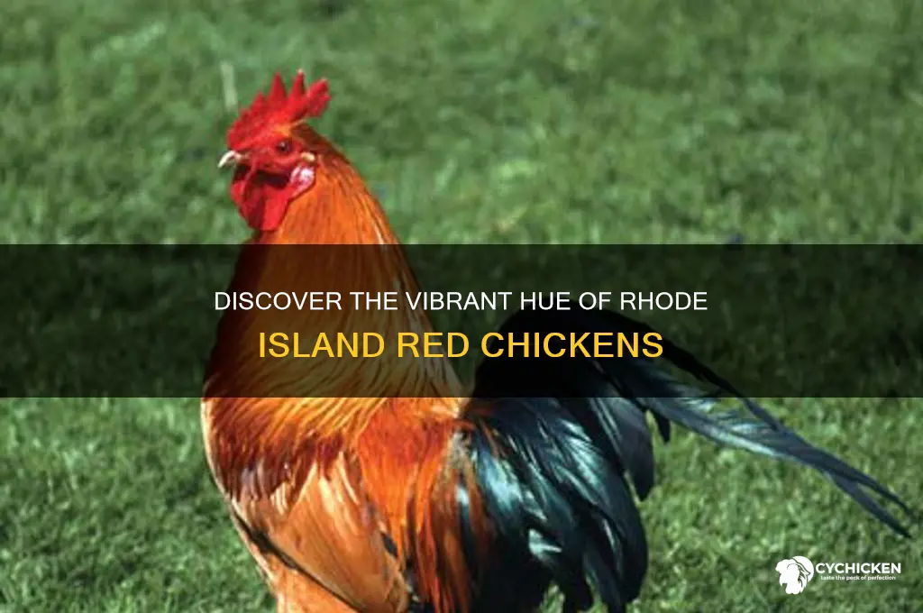 what color is a rhode island red chicken