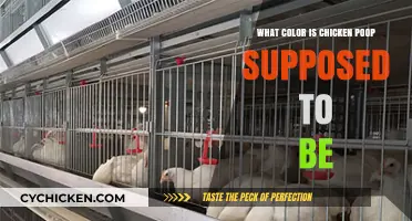 Understanding Normal Chicken Poop Color: A Guide for Poultry Owners
