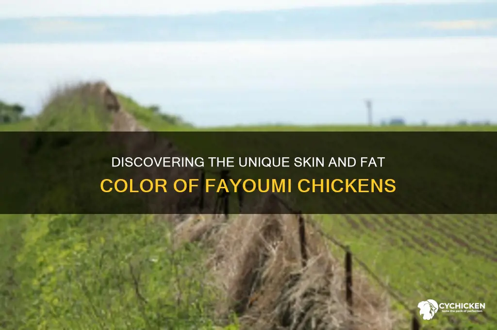what color is fayoumi chicken skin and fat