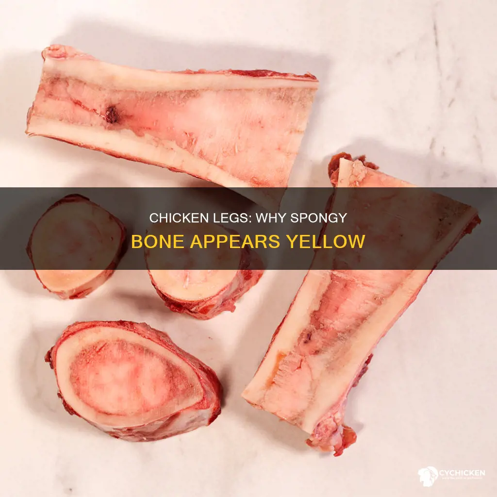 what color is the spongy bone of a chicken leg
