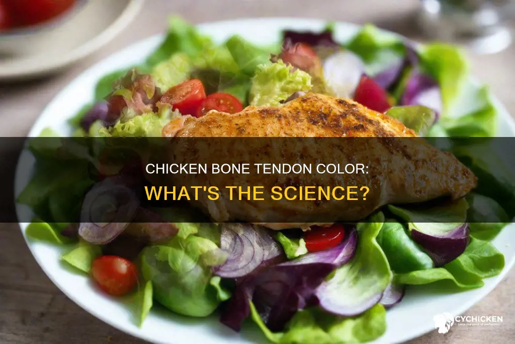 what color is the tendon in a chicken bone
