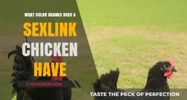 Sexlink Chicken Shank Colors: A Guide to Their Unique Hue