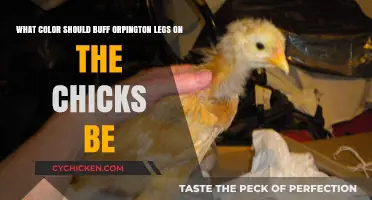 Buff Orpington Leg Color: What Shade Do Chicks Have?