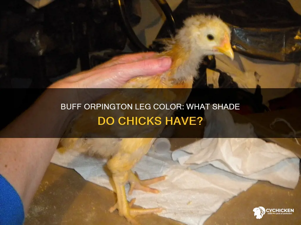 what color should buff orpington legs on the chicks be