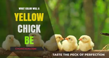 What Color Will a Yellow Chick Be? Unraveling the Mystery