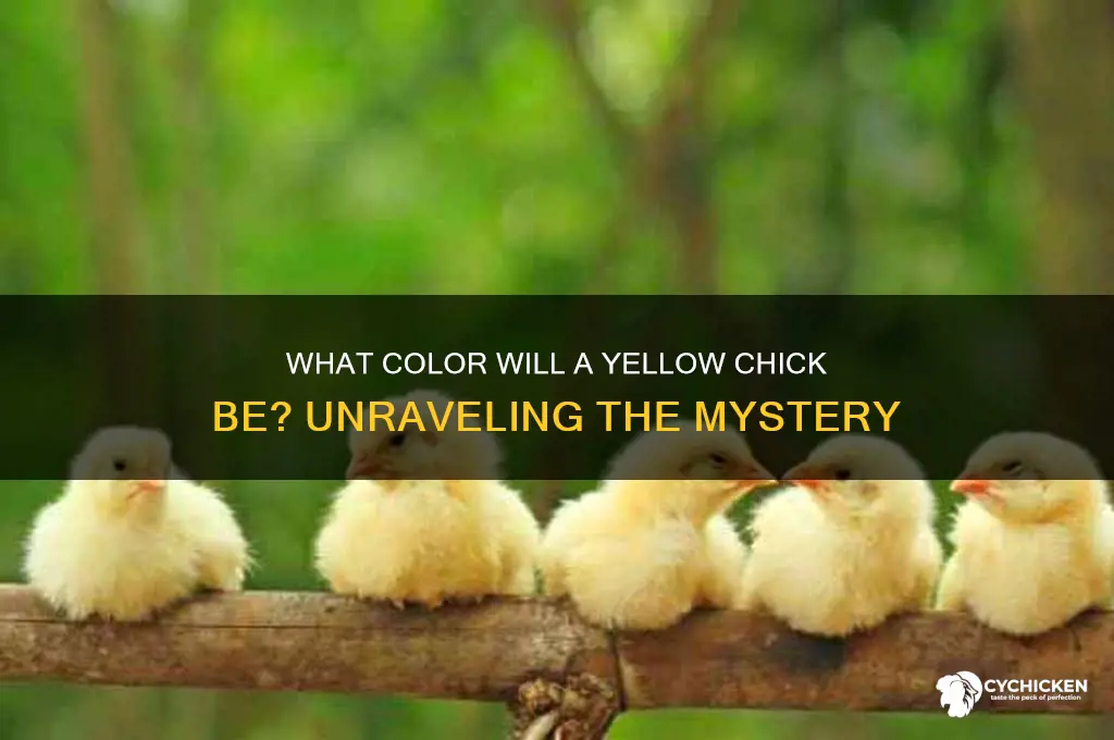 what color will a yellow chick be