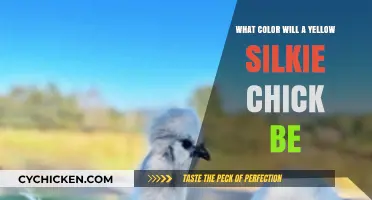 What Color Will a Yellow Silkie Chick Grow Up To Be?