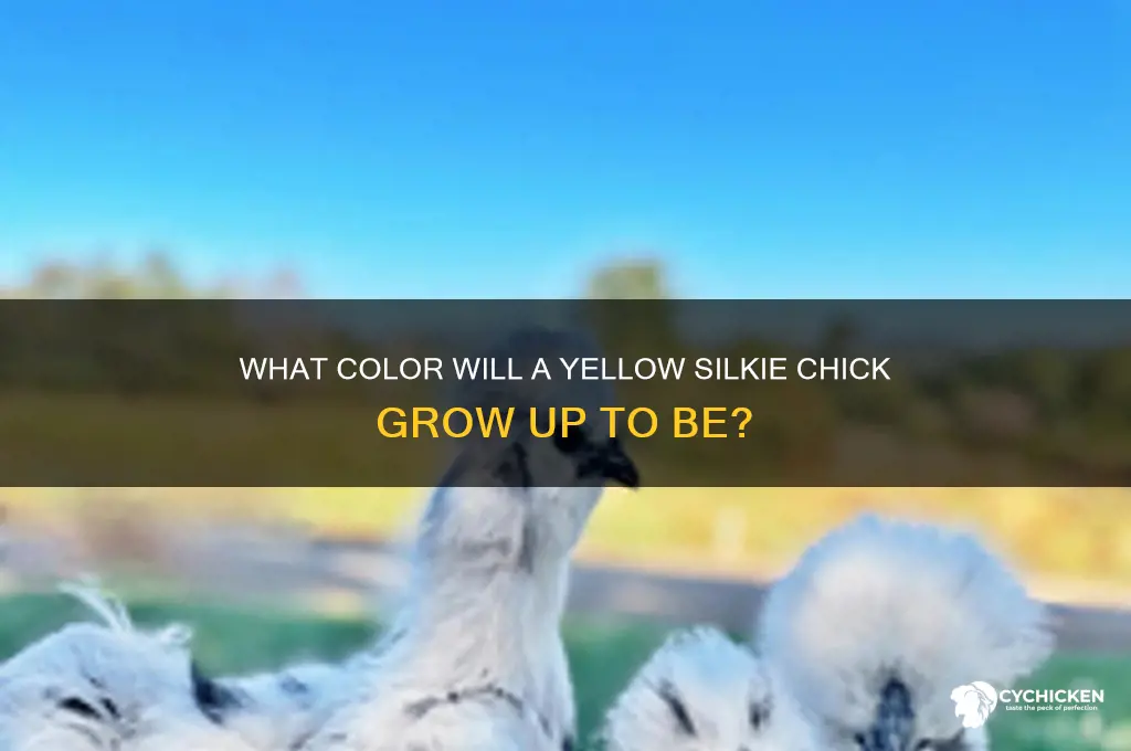 what color will a yellow silkie chick be