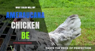 Predicting Your Ameraucana Chicken's Unique Egg-Blue Feather Color