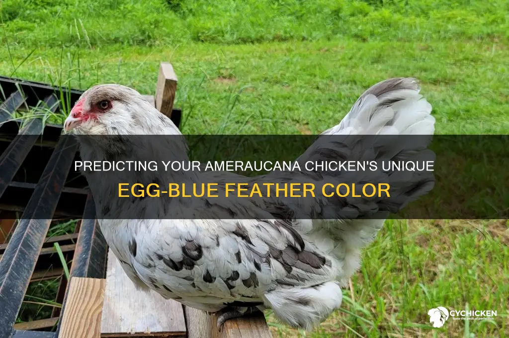 what color will my ameraucana chicken be