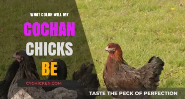 Predicting Your Cochan Chicks' Feather Colors: A Beginner's Guide