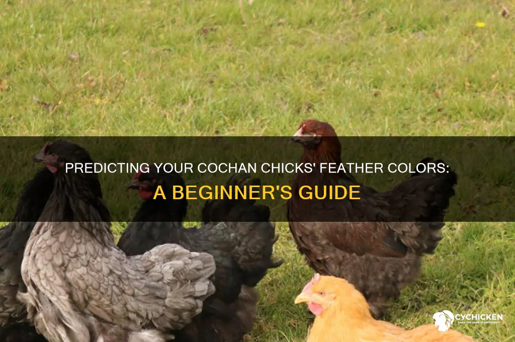 what color will my cochan chicks be