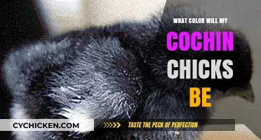Predicting Cochin Chick Colors: A Guide to Their Unique Plumage