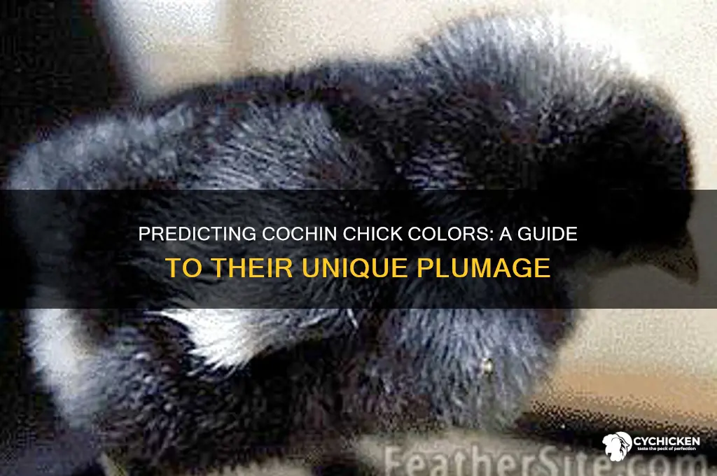 what color will my cochin chicks be