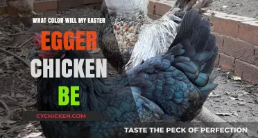 Predicting Your Easter Egger Chicken's Unique Egg Color Palette