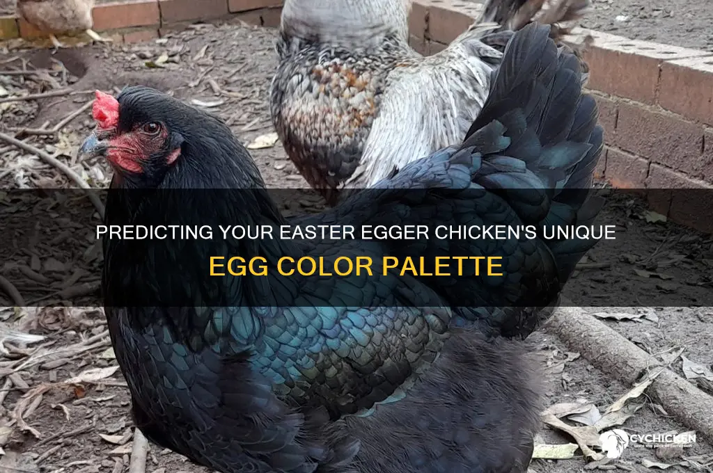 what color will my easter egger chicken be