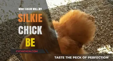 Predicting Silkie Chick Colors: Unraveling the Genetic Mystery of Their Plumage