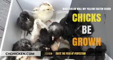 Yellow Easter Egger Chicks: What Color Will They Grow Into?