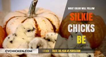Discovering the Future Hue: Yellow Silkie Chick Color Predictions