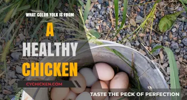 The Golden Standard: What Color Yolk Indicates a Healthy Chicken