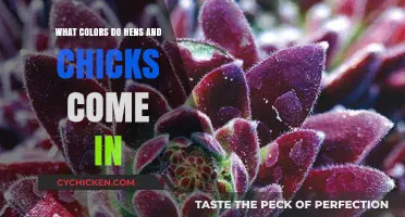 Discover the Vibrant Colors of Hens and Chicks Varieties